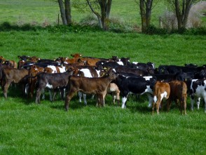 Farming Business Plan image of cows