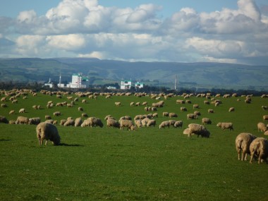 farming business plan image of sheep