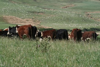 farm financial planning image of cows in field