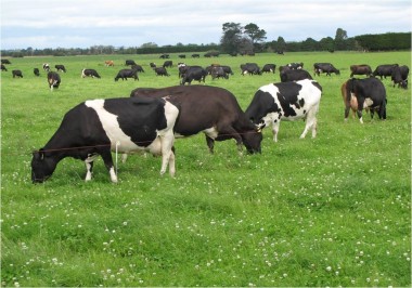 cows22.jpg