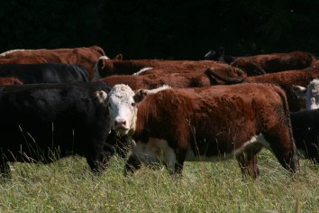 Farm financial planning cows image